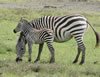Zebra Colt and Mom
