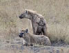 Hyenas