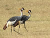 Crowned Cranes