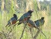 Superb Starlings