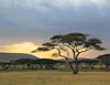Serengeti Sunset