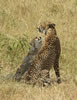 Cheetah Mom and Cub