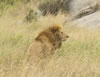 Lion in the Grass