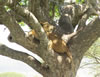 Lion in Tree