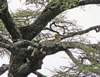 Leopard in Tree